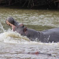 Touring South Africa - Hippo in St Lucia Wetland Park