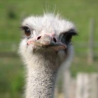 Touring South Africa - Ostrich Farm Tour